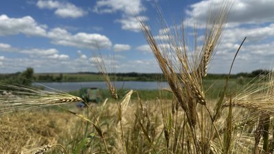Колоски біля водойми