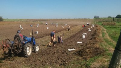 Сезон картоплі на Волині: як вродила та скільки коштує Сезон картоплі на Волині: як вродила та скільки коштує