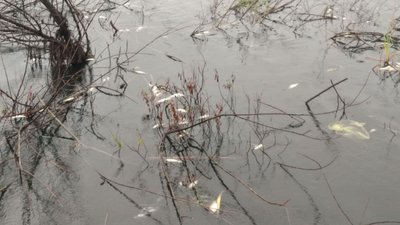 Збитки від загибелі риби на Тернопільщині оцінюють у понад мільйон гривень