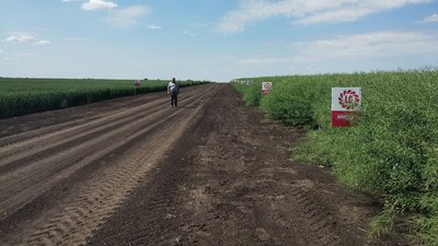 "Погода негативно вплинула на ярі, але позитивно на озимі". У господарстві на Кіровоградщині розповіли про посівну "Погода негативно вплинула на ярі, але позитивно на озимі". У господарстві на Кіровоградщині розповіли про посівну