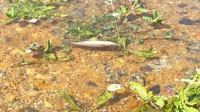 Випробування водою. Як минув тиждень для миколаївців та херсонців після підриву Каховської ГЕС. Фото