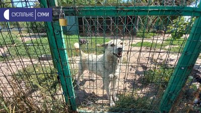 На Сумщині шукають домівки собакам і котам, про яких піклувався священник з Грабовського На Сумщині шукають домівки собакам і котам, про яких піклувався священник з Грабовського