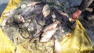 У Світловодському районі на Кіровоградщині затримали рибалок-браконьєрів У Світловодському районі на Кіровоградщині затримали рибалок-браконьєрів