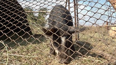 Кабанчика тримають за огорожею