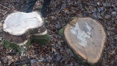 На Житомирщині викрили групу з підприємців та посадовців лісгоспу, які займалися незаконними рубками