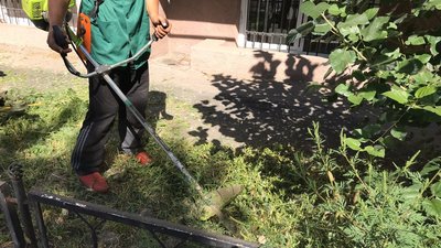 В Одесі зацвіла рослина-алерген: як її винищують