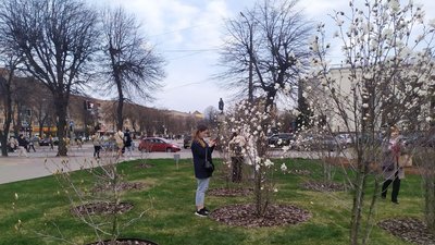 Магнолія у Черкасах Магнолія у Черкасах