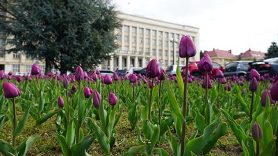 В Ужгороді затримали чоловіка, який зрізав тюльпани на площі Народній