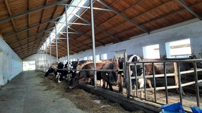 На Львівщині створили кооперативний молокопереробний завод: коли він запрацює