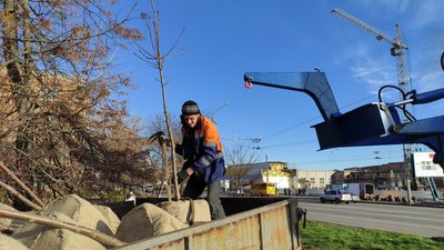 У Полтаві висадили дерева на вулиці Кондратенка У Полтаві висадили дерева на вулиці Кондратенка