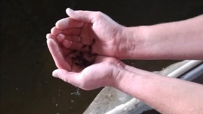 У Каховське водосховище на Херсонщині заселили сомів У Каховське водосховище на Херсонщині заселили сомів