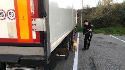 На КПП "Ужгород" службовий собака виявив партію заборонених медпрепаратів