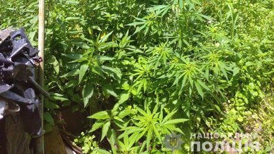 Не можна навіть на пиріжки: чому поліція конфіскує мак та як за це карають суди