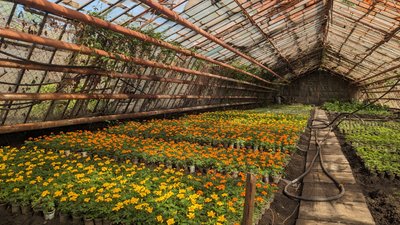 Понад 80 тисяч рослин висадять на квітниках Житомира Понад 80 тисяч рослин висадять на квітниках Житомира