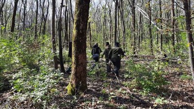 140 гектарів лісів Донеччини перевірили на наявність хворих дерев 140 гектарів лісів Донеччини перевірили на наявність хворих дерев