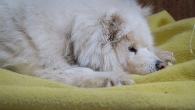 Злякалася вибухів: у собаки Снєжки стався інсульт після атаки РФ на Дніпро Злякалася вибухів: у собаки Снєжки стався інсульт після атаки РФ на Дніпро