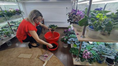 Волинянка колекціонує фіалки: у жінки налічується пів тисячі квітів Волинянка колекціонує фіалки: у жінки налічується пів тисячі квітів