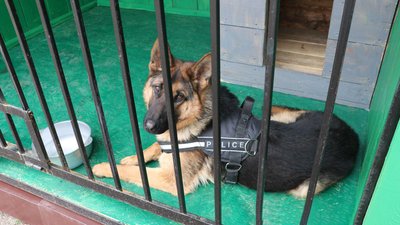 У Чернігові можуть переселити кінологічний центр, щоб збудувати Палац спорту
