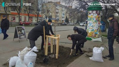 Таких ще не було: у Рівному висадили тюльпановидні дерева Таких ще не було: у Рівному висадили тюльпановидні дерева