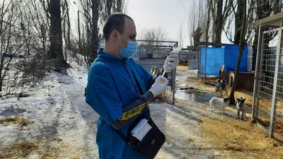 У Кропивницькому притулку від сказу провакцинували пів сотні собак У Кропивницькому притулку від сказу провакцинували пів сотні собак