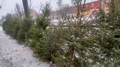 Ялинкові базари у Чернігові: у міськраді затвердили перелік адрес