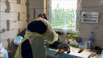 "Це єдиний гуманний спосіб": як у місті на Одещині стерилізують безпритульних собак "Це єдиний гуманний спосіб": як у місті на Одещині стерилізують безпритульних собак