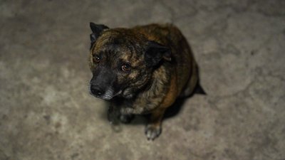 "Додому хочеться. Але… Вже немає куди": сповідь про такі близькі та недосяжні водночас Гуляйполе та Степногірськ "Додому хочеться. Але… Вже немає куди": сповідь про такі близькі та недосяжні водночас Гуляйполе та Степногірськ
