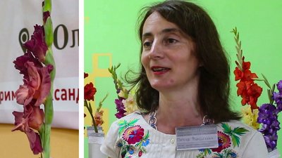 На фестивалі гладіолусів в Олександрії презентували пів тисячі сортів квітів