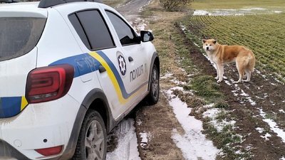 Собака, загубився, пошук, допомога, поліція
