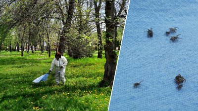 У 17 з 33 кліщів, зібраних в Дендропарку Кропивницького, виявили збудники хвороби Лайма