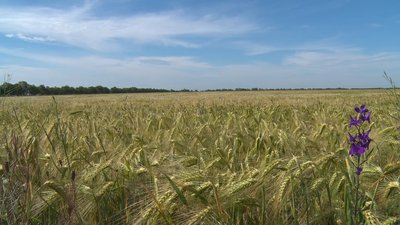 На Миколаївщині в селі Весняне люди не можуть отримати землю