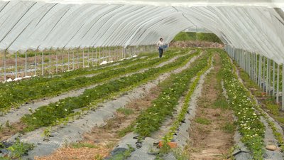 Прикарпатське підприємство увійшло до 50 кращих ягідних господарств України Прикарпатське підприємство увійшло до 50 кращих ягідних господарств України