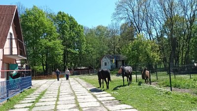 Тварини, парк, "Сопільче", зоокуток Тварини, парк, "Сопільче", зоокуток