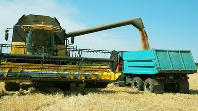 Збирають озимі пшеницю, ячмінь, ріпак та горох: як проходять жнива в аграріїв на Вінниччині Збирають озимі пшеницю, ячмінь, ріпак та горох: як проходять жнива в аграріїв на Вінниччині