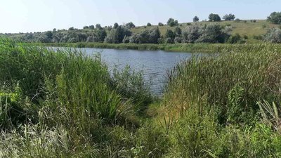 У справі про вбитих у Новій Празі лебедів відкрили кримінальне провадження