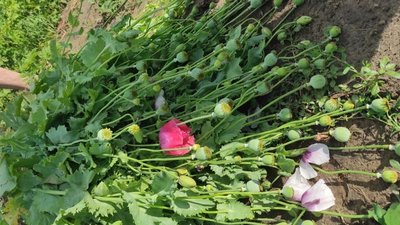 На Херсонщині двоє жителів вирощували мак – поліція відкрила кримінальне провадження