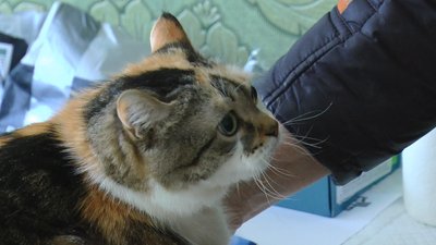 Волонтери безкоштовний прийом тварини Костянтинівка Донецька область Волонтери безкоштовний прийом тварини Костянтинівка Донецька область