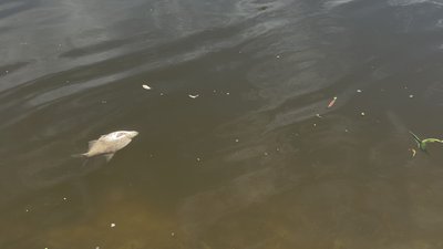 Забруднення річки Псел Забруднення річки Псел