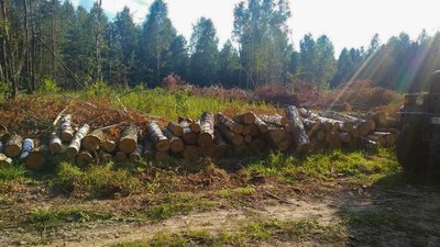 Незаконно вирубані дерева, які виявили екологи Незаконно вирубані дерева, які виявили екологи