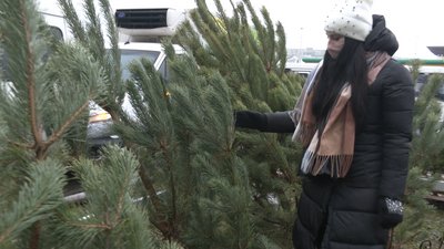 У Луцьку запрацювали ялинкові ярмарки. Скільки коштують новорічні дерева У Луцьку запрацювали ялинкові ярмарки. Скільки коштують новорічні дерева