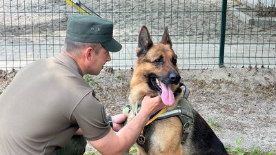 "За віддану службу": службову вівчарку Джека з Кривого Рогу нагородили медаллю перед виходом на пенсію "За віддану службу": службову вівчарку Джека з Кривого Рогу нагородили медаллю перед виходом на пенсію