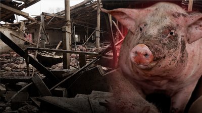 РФ атакувала ферму з свинями на Чернігівщині