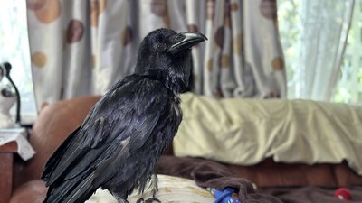 Ворон Краля