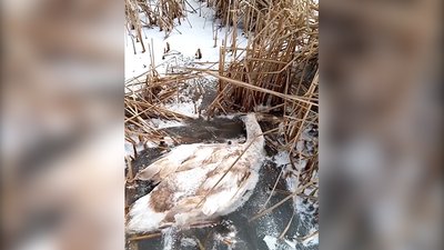 На Миколаївщині невідомий розстріляв лебедів На Миколаївщині невідомий розстріляв лебедів
