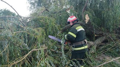 На Кіровоградині вітер повалив дерева та залишив громади без електропостачання