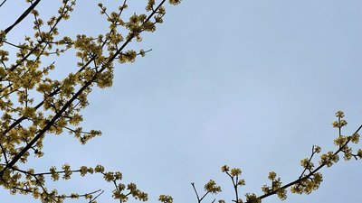 Цвіт на дереві