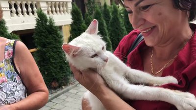 У Франківську рятувальники зняли з дерева котика