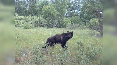 На Чернігівщині фотопастка зафіксувала ведмедя На Чернігівщині фотопастка зафіксувала ведмедя