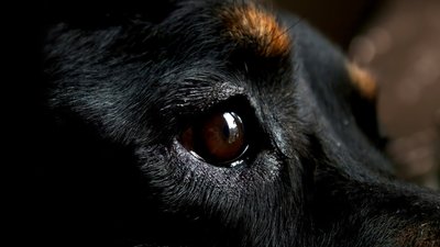 Засудили чоловіка за жорстоке поводження з тваринами