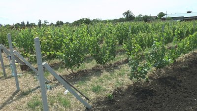 Аграрій виробництво крафтове вино Донецька область Аграрій виробництво крафтове вино Донецька область